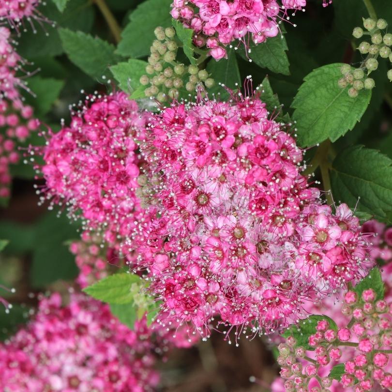 Double Play® Princess Spirea - Image 2
