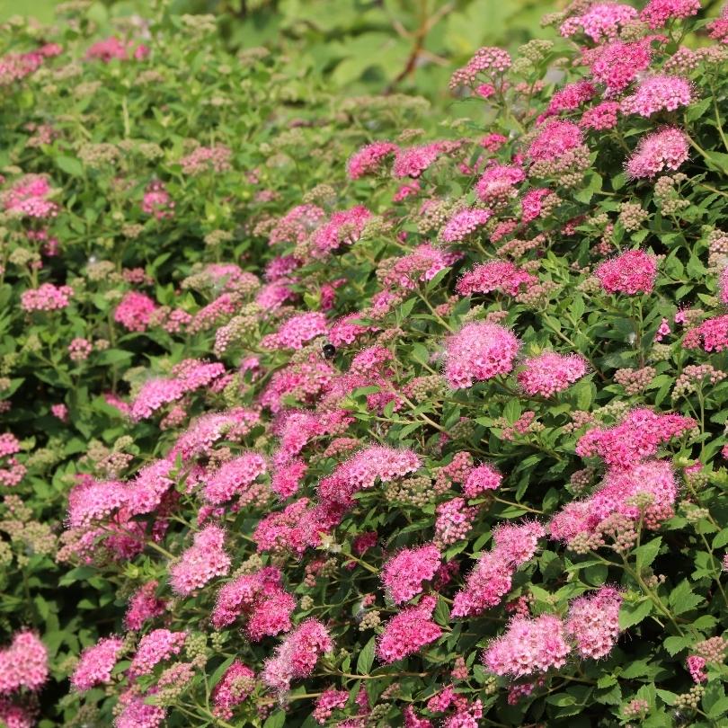 Double Play® Princess Spirea - Image 4