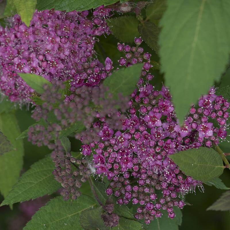 Double Play® Artisan® Spirea - Image 2