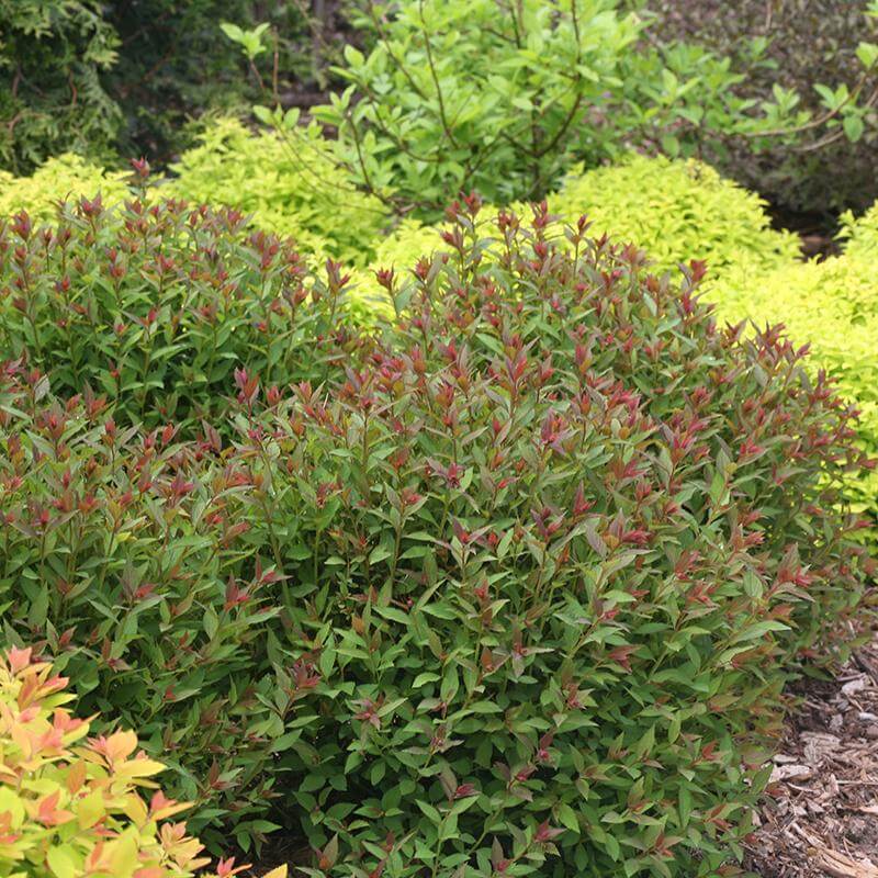Double Play® Artisan® Spirea - Image 3