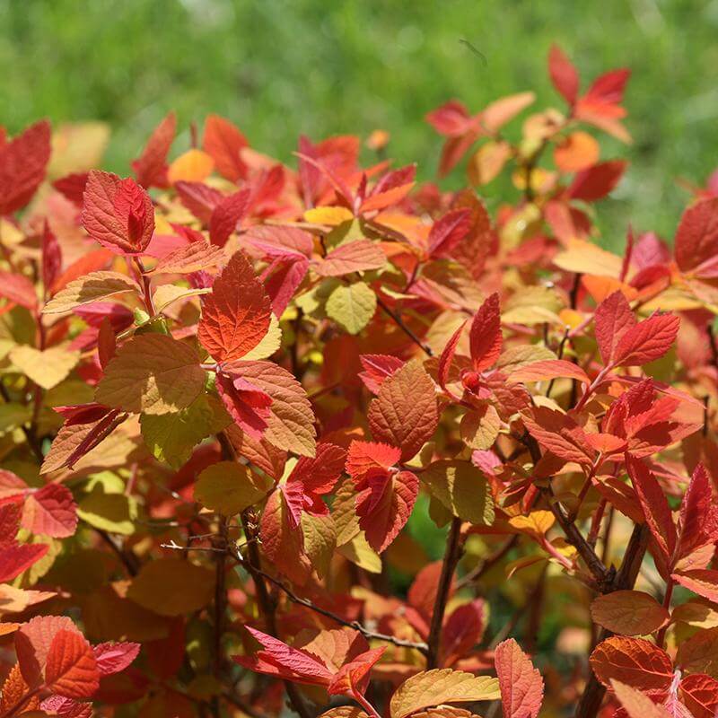 Double Play Big Bang® Spirea - Image 3