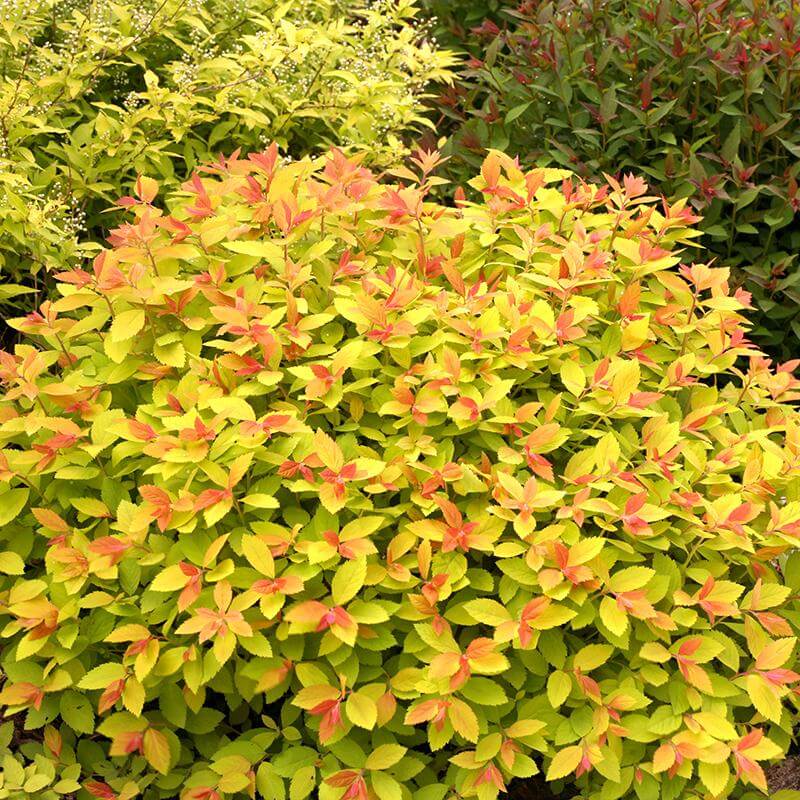 Double Play Big Bang® Spirea - Image 5
