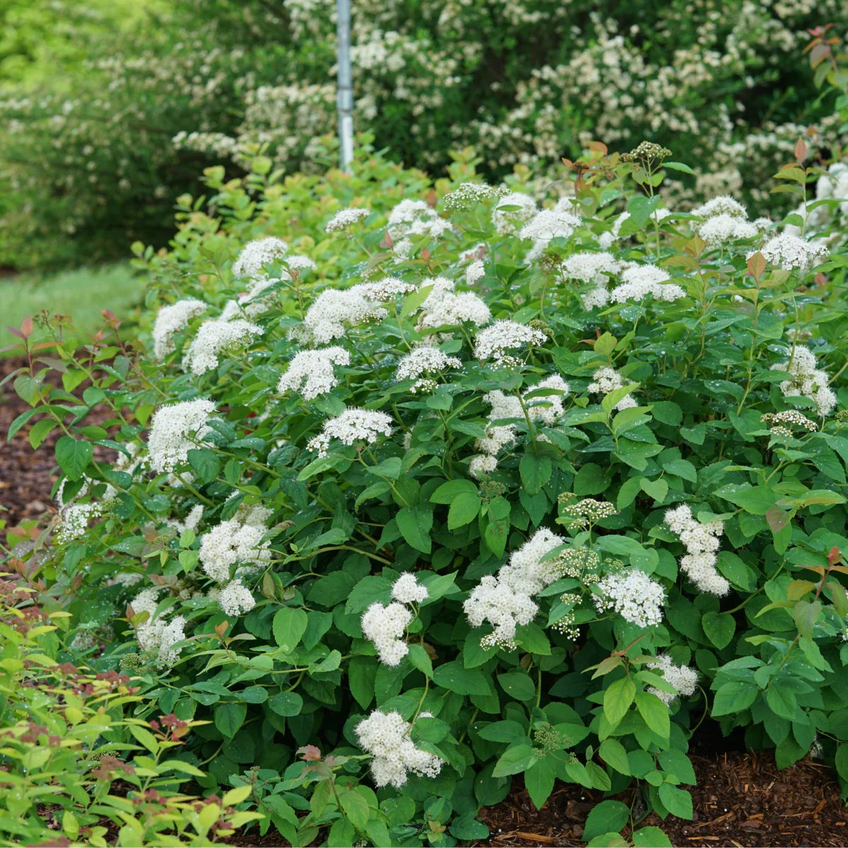 Double Play® Blue Kazoo® Spirea - Image 3