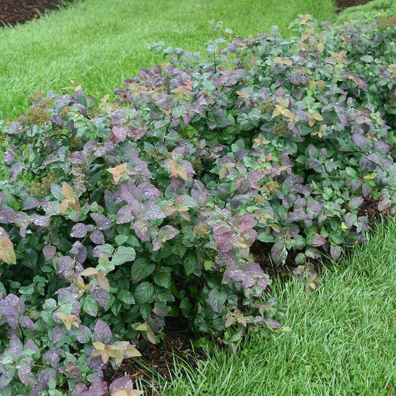 Double Play® Blue Kazoo® Spirea - Image 6