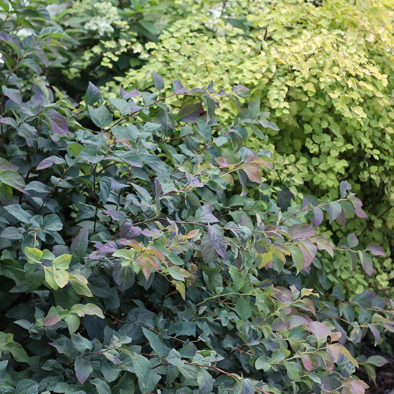 Double Play® Blue Kazoo® Spirea - Image 7