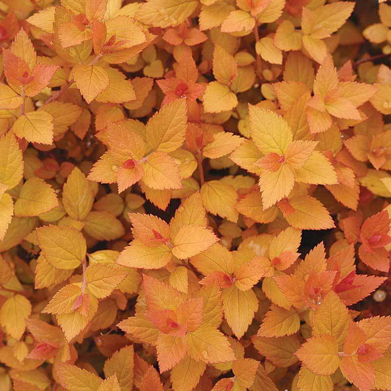 Double Play® Candy Corn® Spirea - Image 4