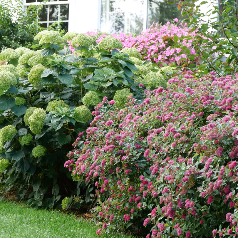 Double Play Doozie® Reblooming Spirea - Image 5
