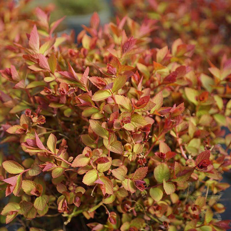 Double Play Doozie® Reblooming Spirea - Image 6