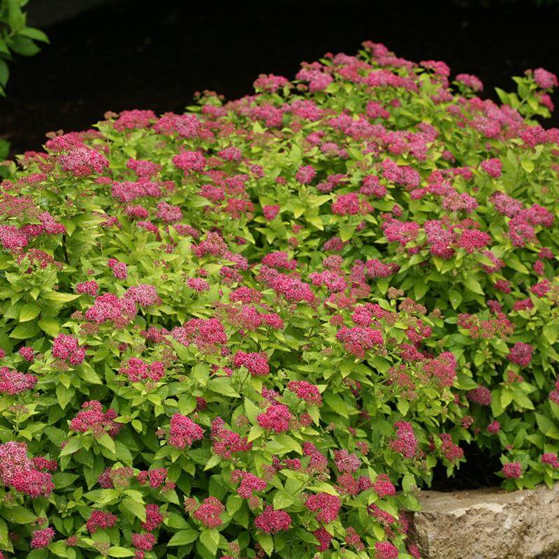Double Play® Gold Spirea - Image 3
