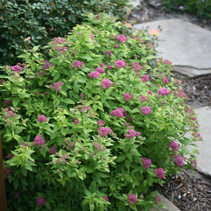 Double Play® Gold Spirea - Image 4