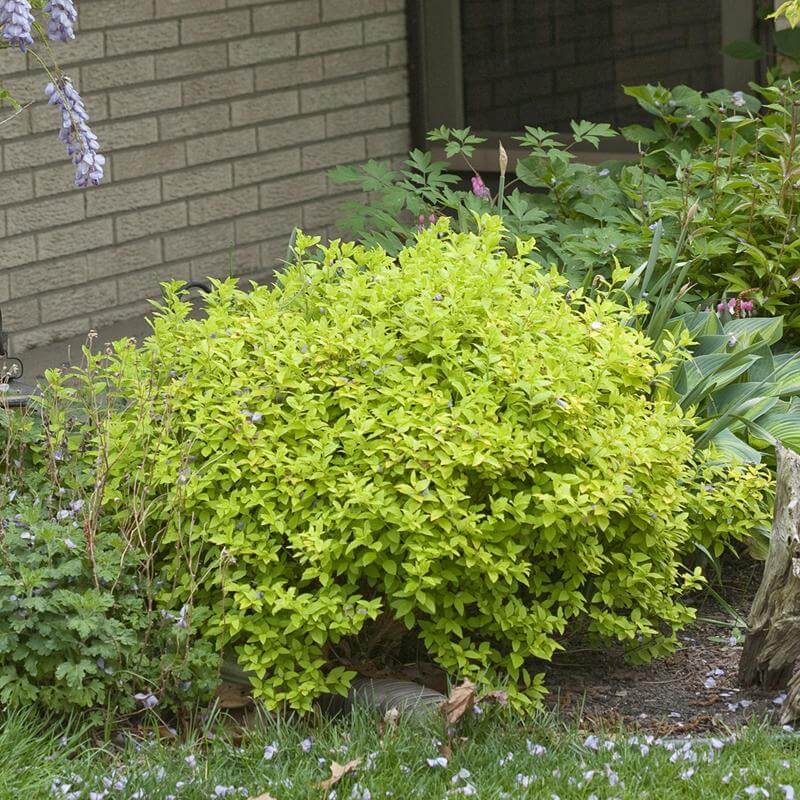 Double Play® Gold Spirea - Image 5