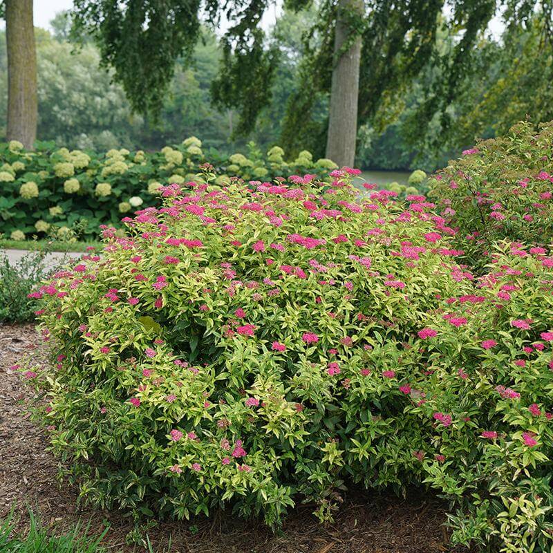 Double Play® Painted Lady® Spirea - Image 2