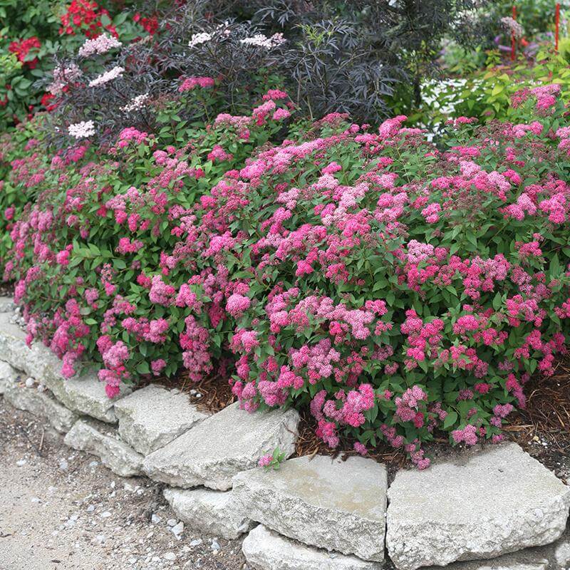 Double Play® Pink Spirea - Image 2