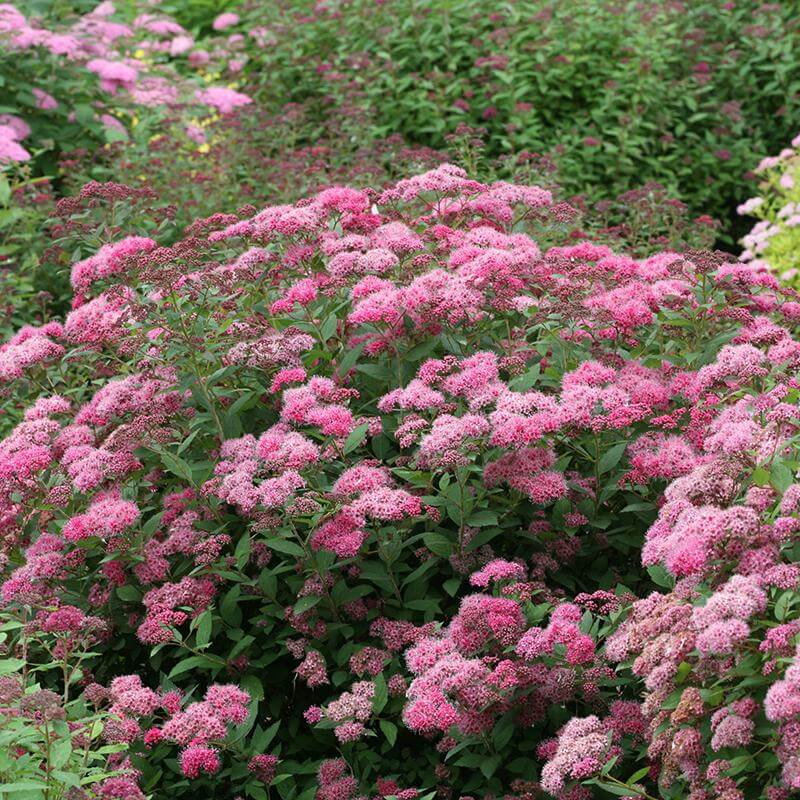Double Play® Pink Spirea - Image 3