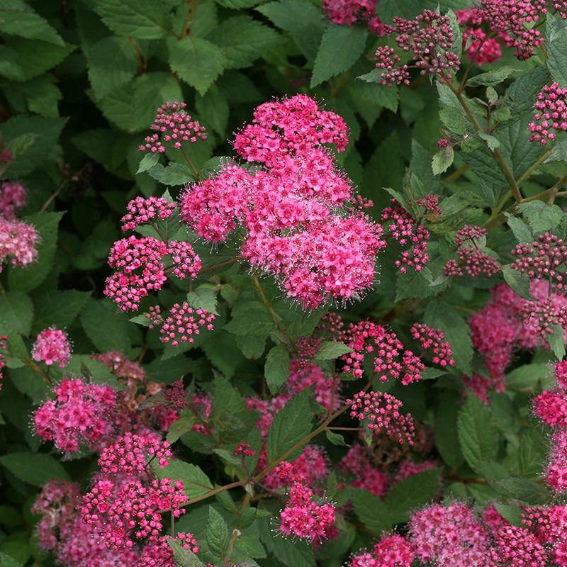 Double Play® Pink Spirea - Image 4