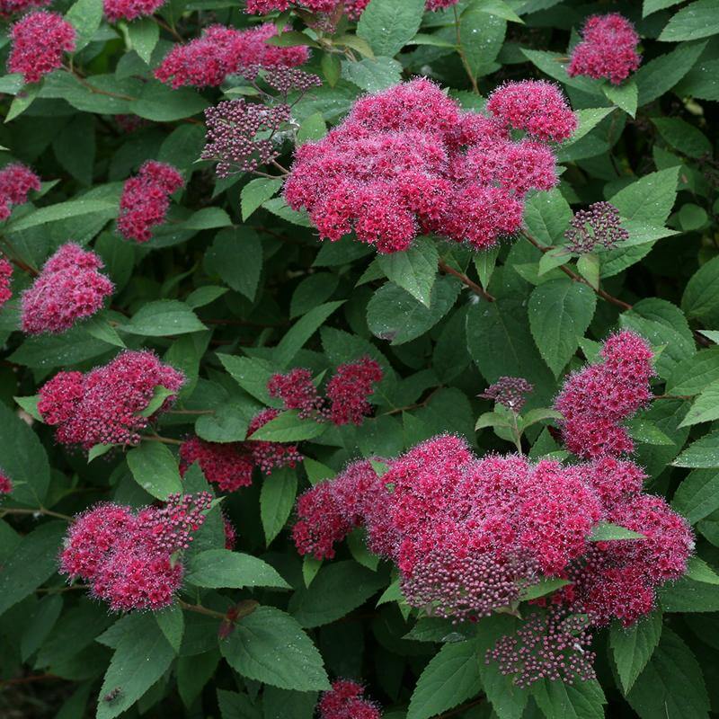 Double Play® Red Spirea - Image 3