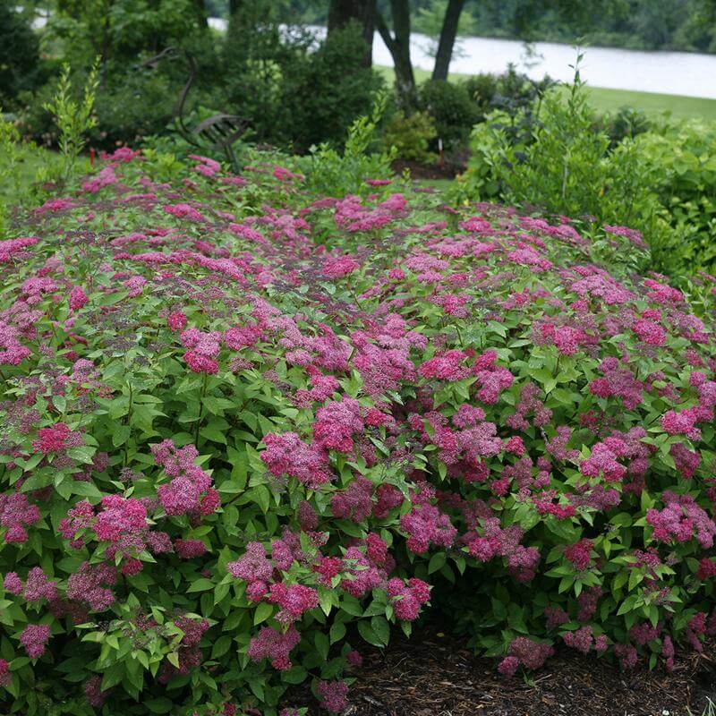 Double Play® Red Spirea - Image 4