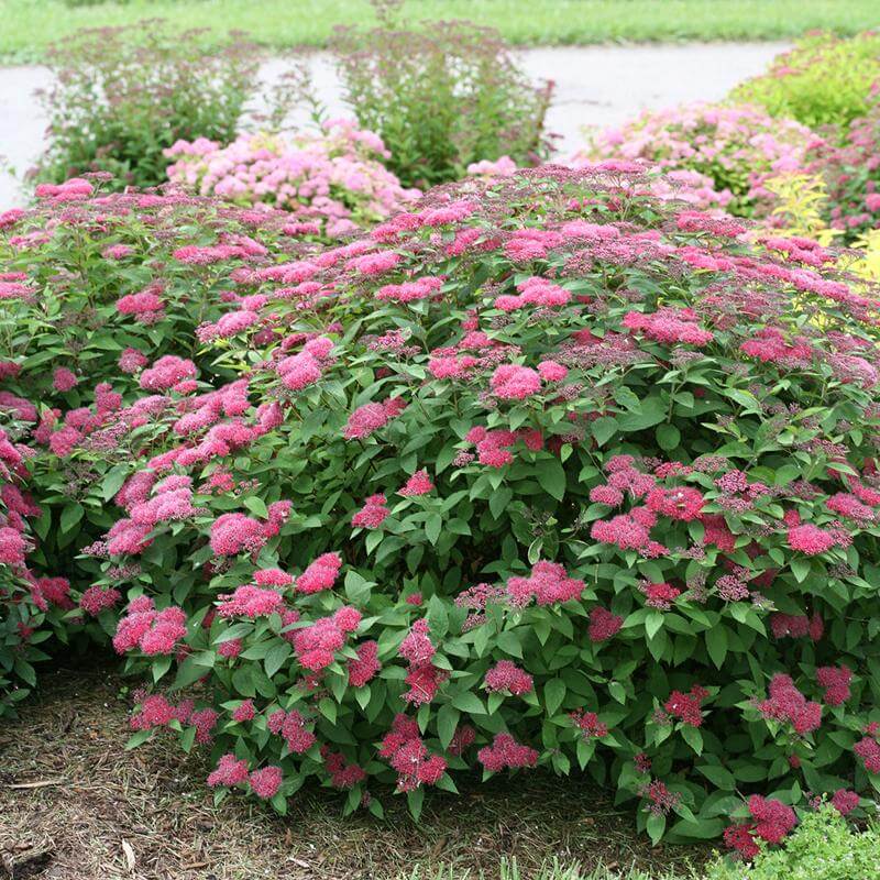 Double Play® Red Spirea - Image 5