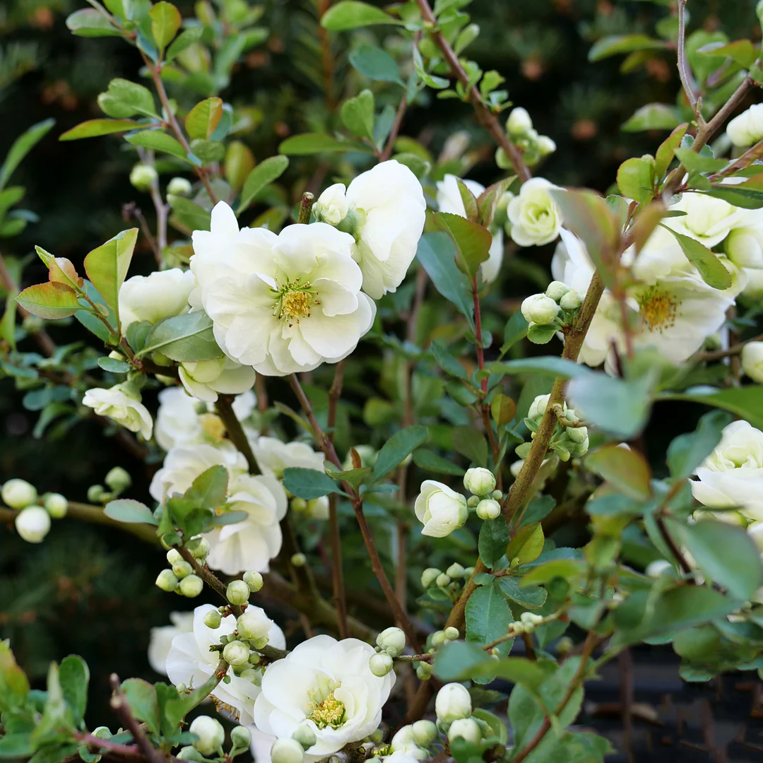 Double Take Eternal White® Quince (Chaenomeles) - Image 3