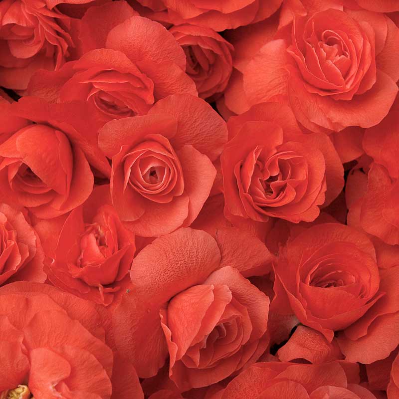 Double Take Orange™ Flowering Quince (Chaenomeles) - Image 3