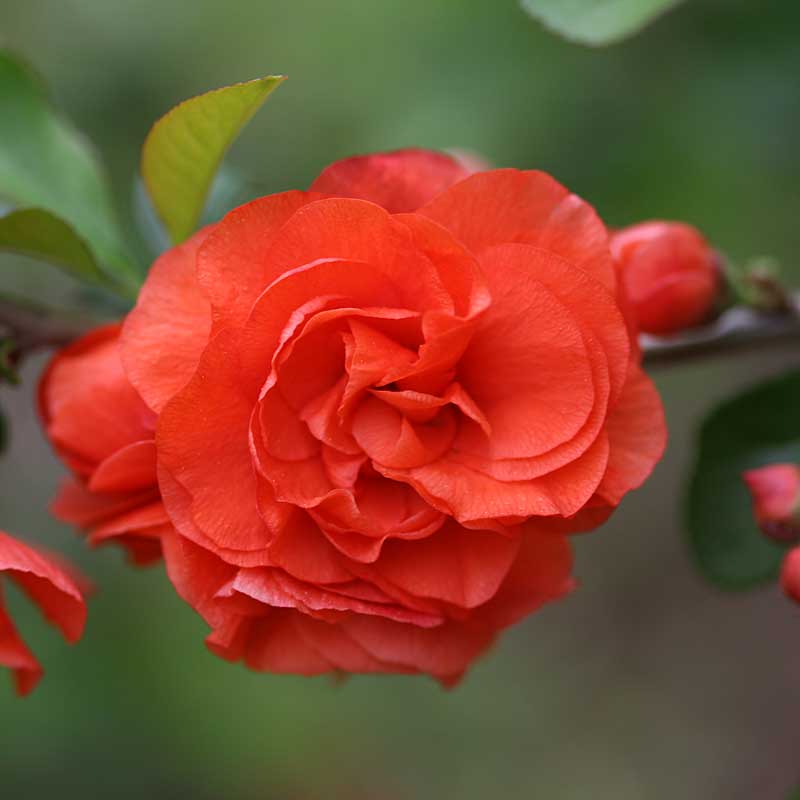 Double Take Orange™ Flowering Quince (Chaenomeles) - Image 4
