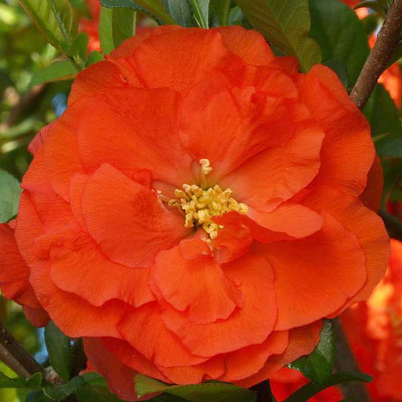 Double Take Orange™ Flowering Quince (Chaenomeles) - Image 5