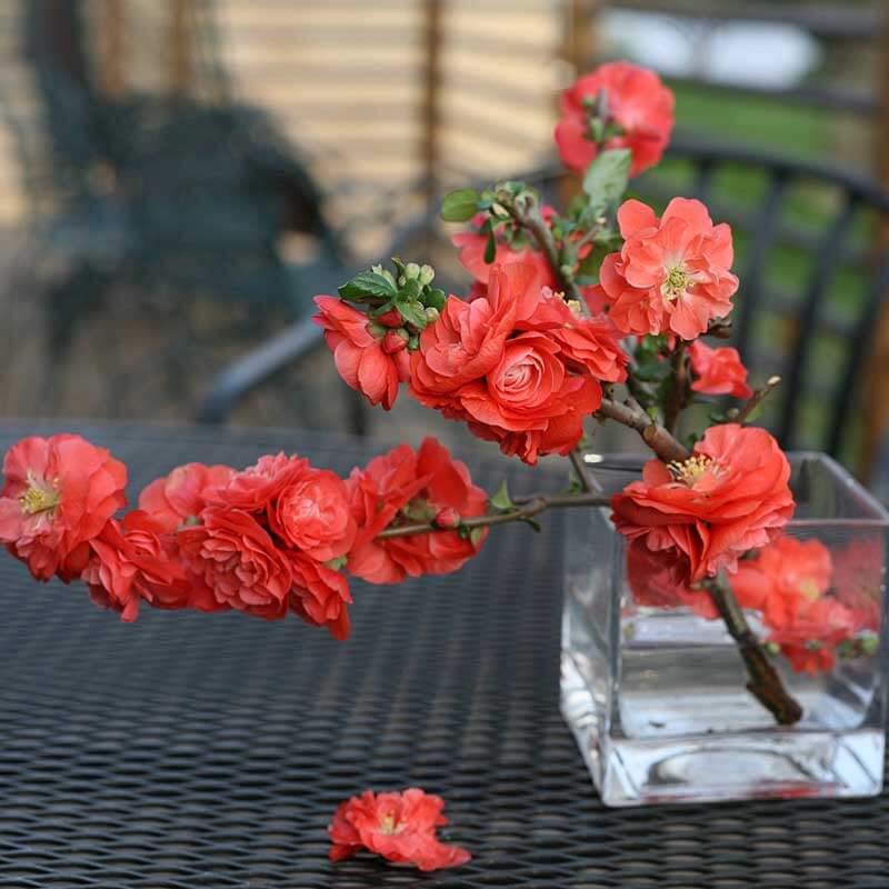 Double Take Orange™ Flowering Quince (Chaenomeles) - Image 6