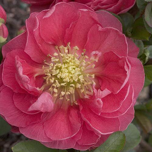 Double Take Pink⢠Flowering Quince
