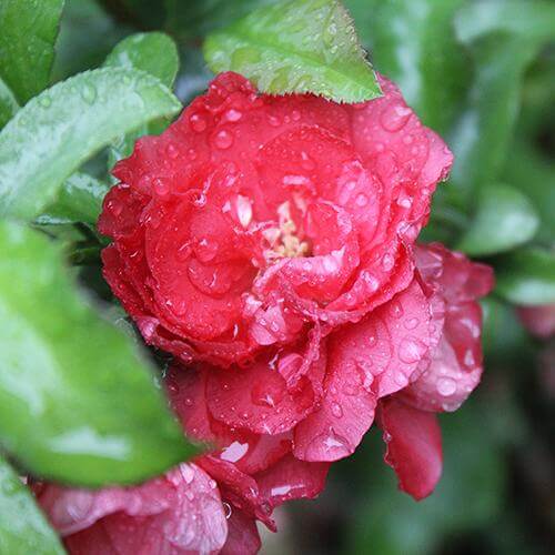 Double Take Pink⢠Flowering Quince - Image 2
