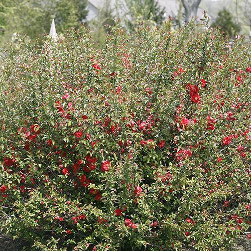 Double Take Pink⢠Flowering Quince - Image 3
