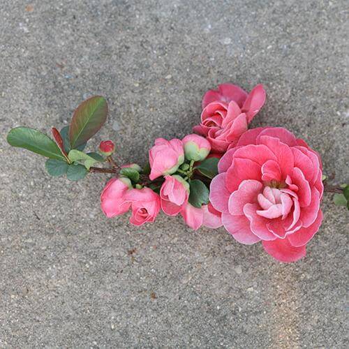 Double Take Pink⢠Flowering Quince - Image 4