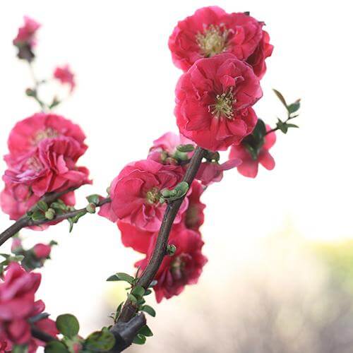 Double Take Pink⢠Flowering Quince - Image 5