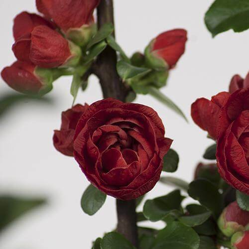Double Take Scarlet™ Flowering Quince (Chaenomeles) - Image 4