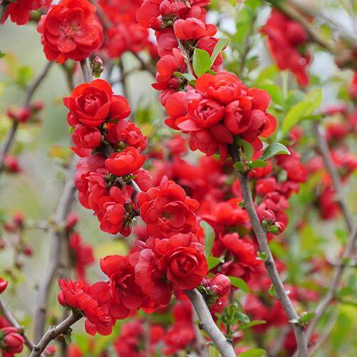Double Take Scarlet™ Flowering Quince (Chaenomeles) - Image 5