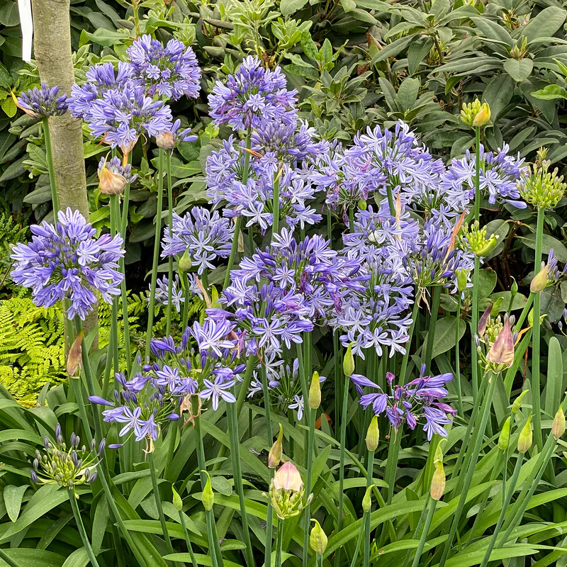 'Dr. Brouwer' Lily of the Nile (Agapanthus) - Image 2