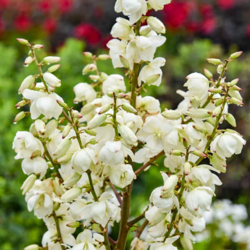 'Dragon Slayer' Yucca - Image 2