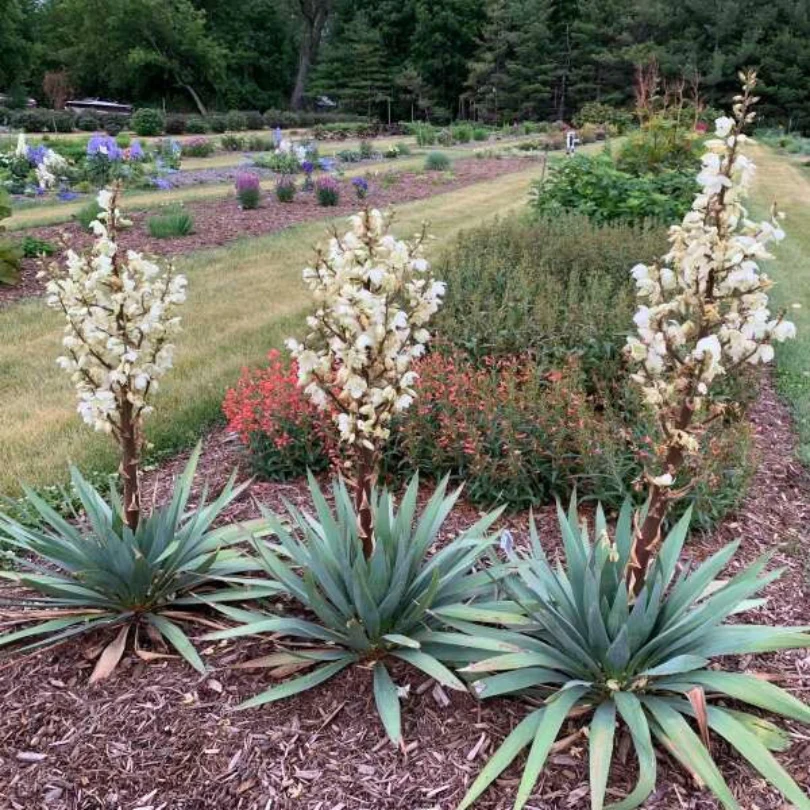 'Dragon Slayer' Yucca - Image 3