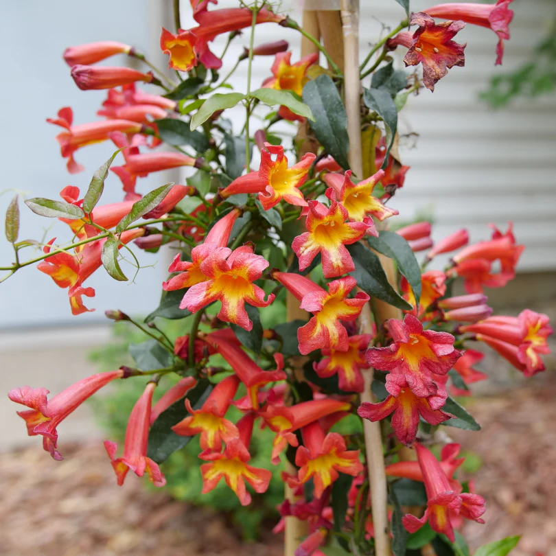 Dressed To Thrill™ Crossvine (Bignonia) - Image 2