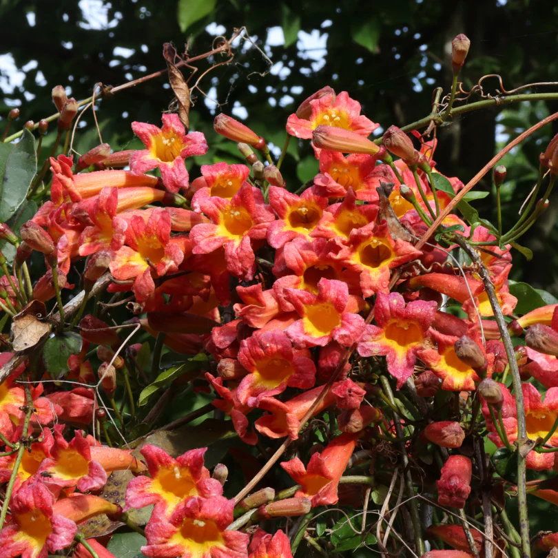 Dressed To Thrill™ Crossvine (Bignonia) - Image 3