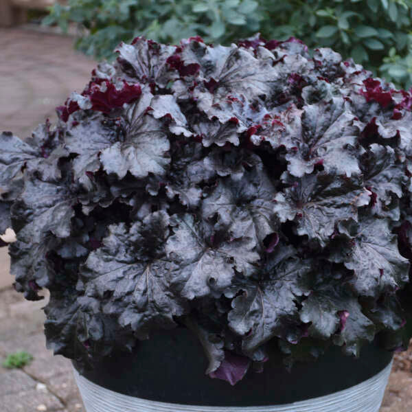 Dressed Up™ 'Evening Gown' Coral Bells (Heuchera) - Image 2