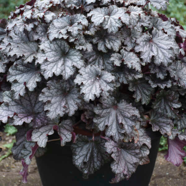 Dressed Up® 'Prom Dress' Coral Bells (Heuchera) - Image 2