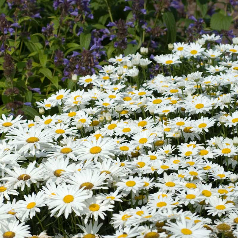Drought Resistant+ Long Blooming Collection - Image 2