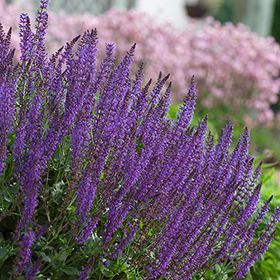 Drought Resistant+ Long Blooming Collection - Image 3
