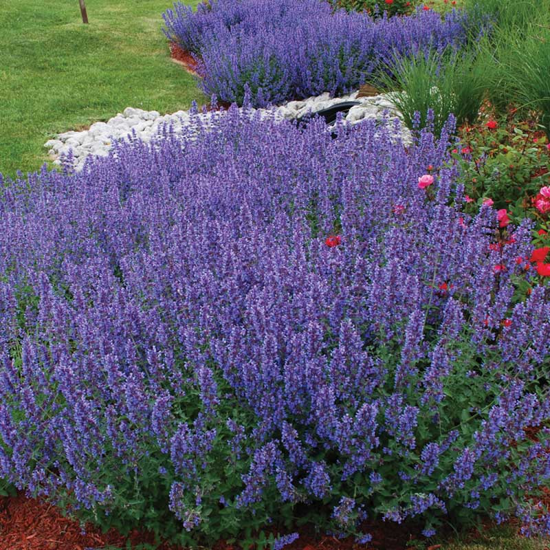 Drought Resistant+ Long Blooming Collection - Image 4