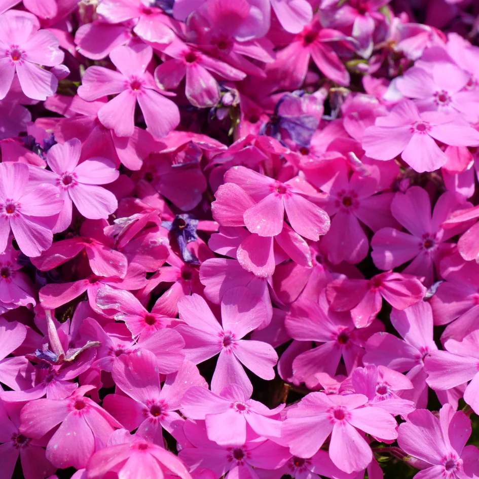 'Drummond's Pink' Creeping Phlox - Image 4