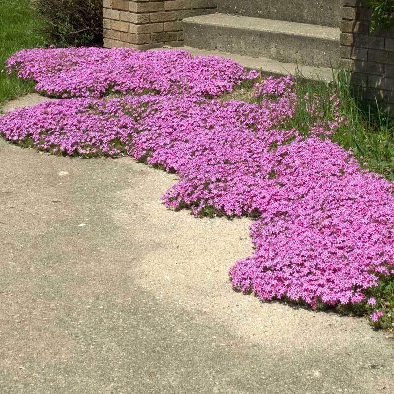 'Drummond's Pink' Creeping Phlox - Image 5