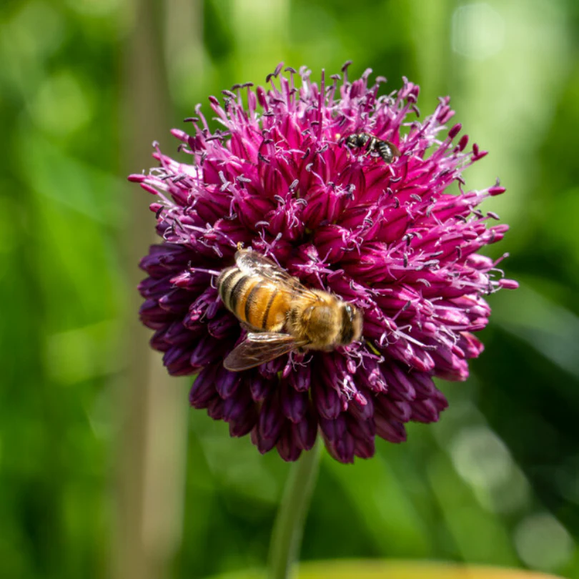 Drumstick Allium - Image 2