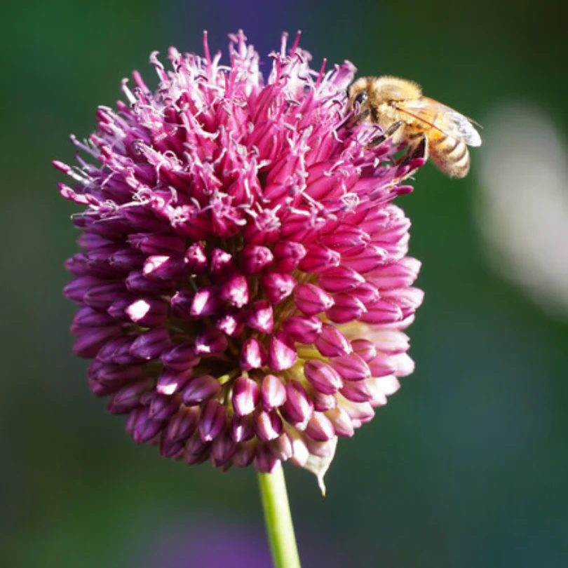Drumstick Allium - Image 3