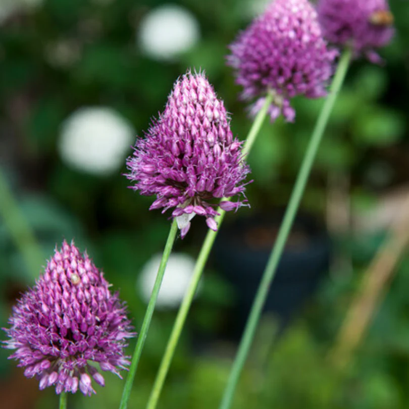 Drumstick Allium - Image 4