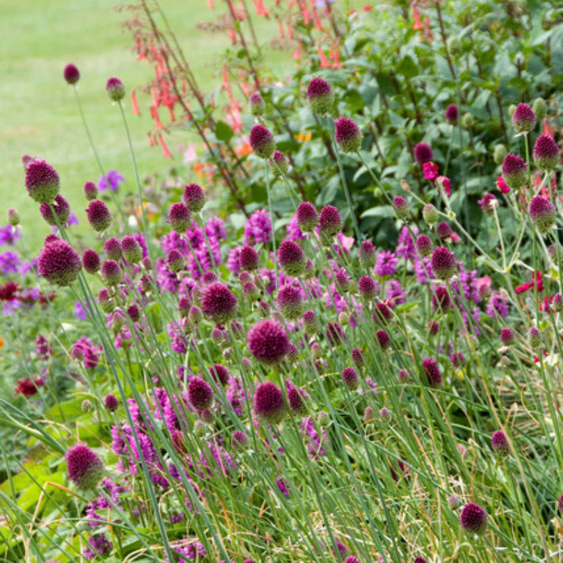 Drumstick Allium - Image 5